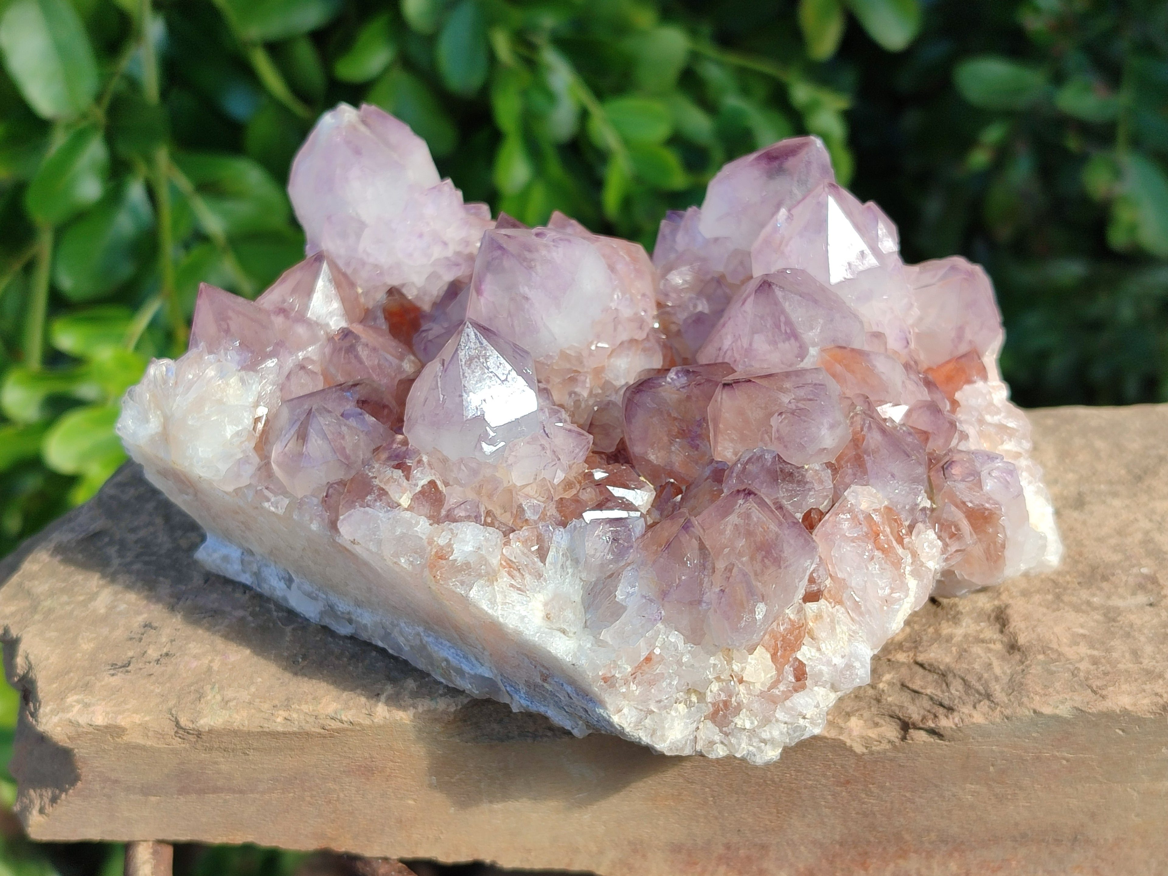 Natural Cactus Flower Dark Amethyst Spirit Clusters x 2 From South Africa - Toprock Gemstones and Minerals 