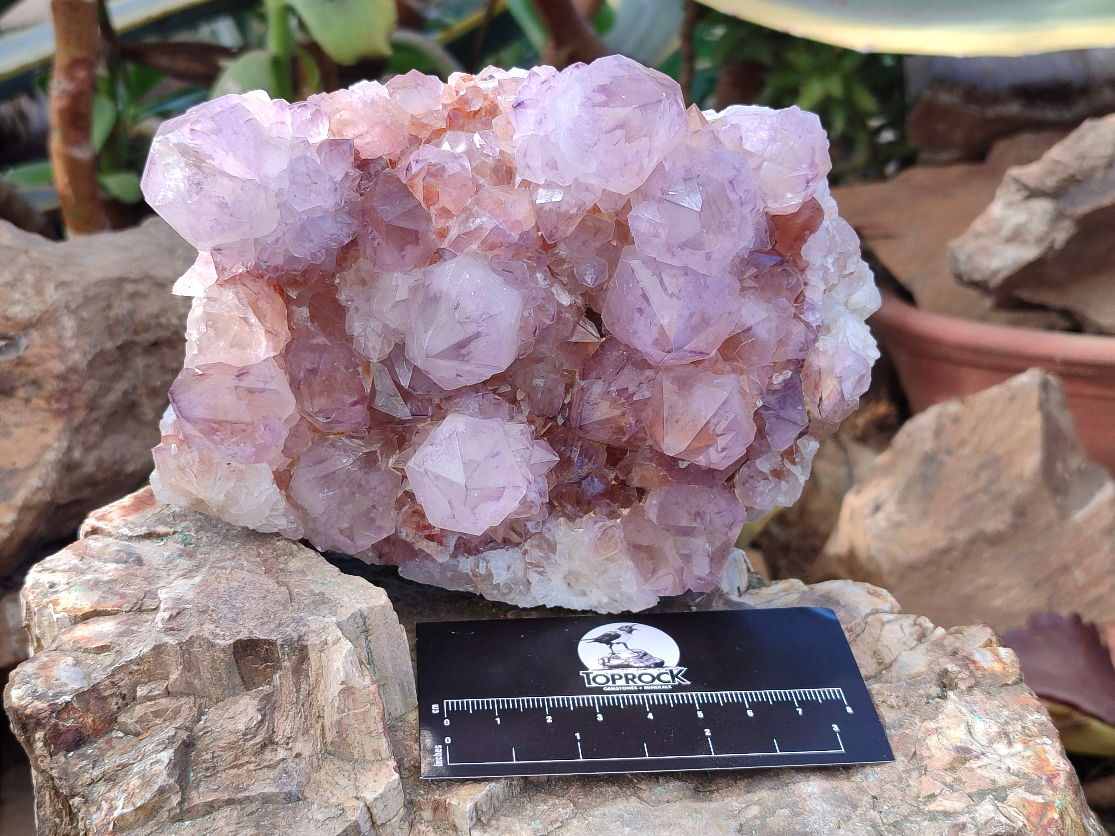Natural Cactus Flower Dark Amethyst Spirit Clusters x 2 From South Africa - Toprock Gemstones and Minerals 