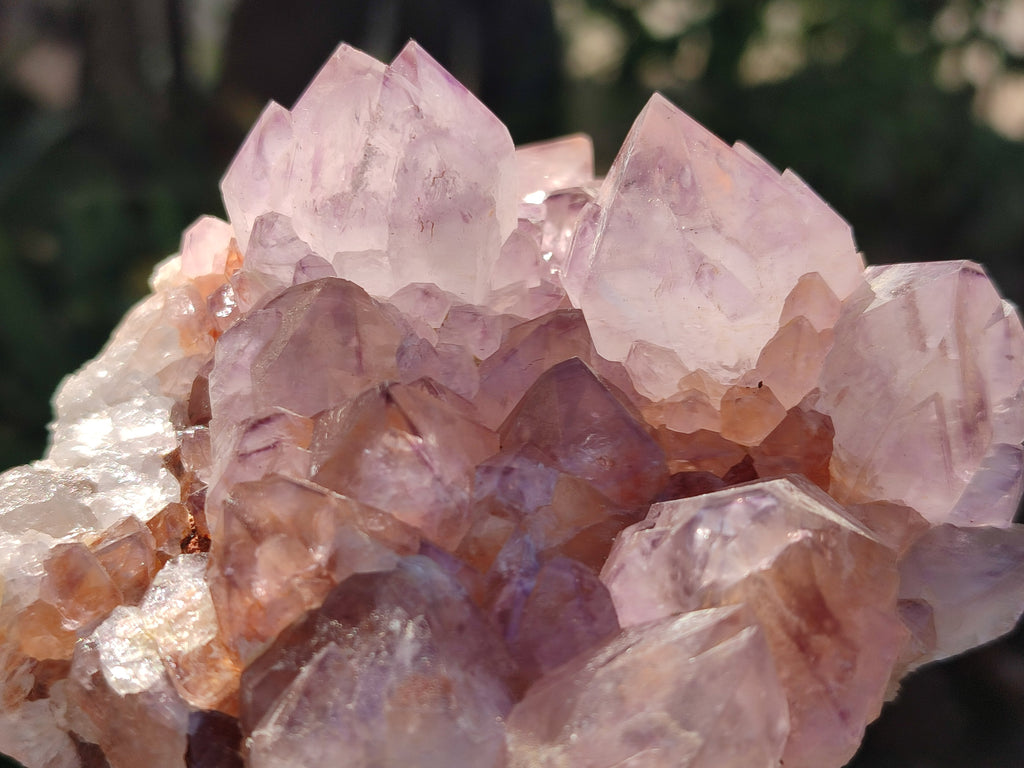 Natural Cactus Flower Dark Amethyst Spirit Clusters x 2 From South Africa - Toprock Gemstones and Minerals 