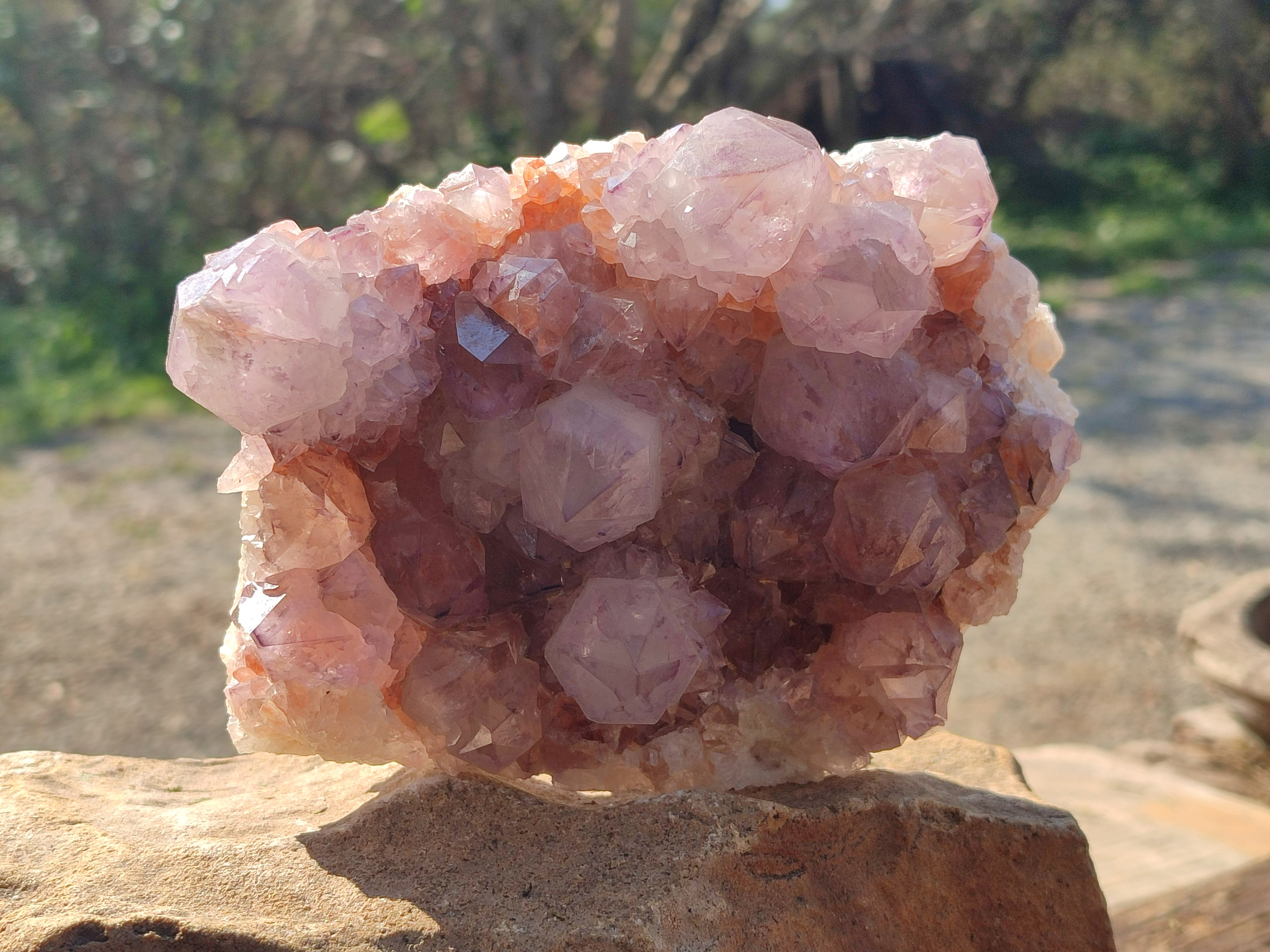 Natural Cactus Flower Dark Amethyst Spirit Clusters x 2 From South Africa - Toprock Gemstones and Minerals 