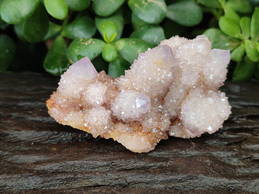 Natural  Amethyst Fairy Spirit Quartz Clusters x 12 From South Africa - Toprock Gemstones and Minerals 
