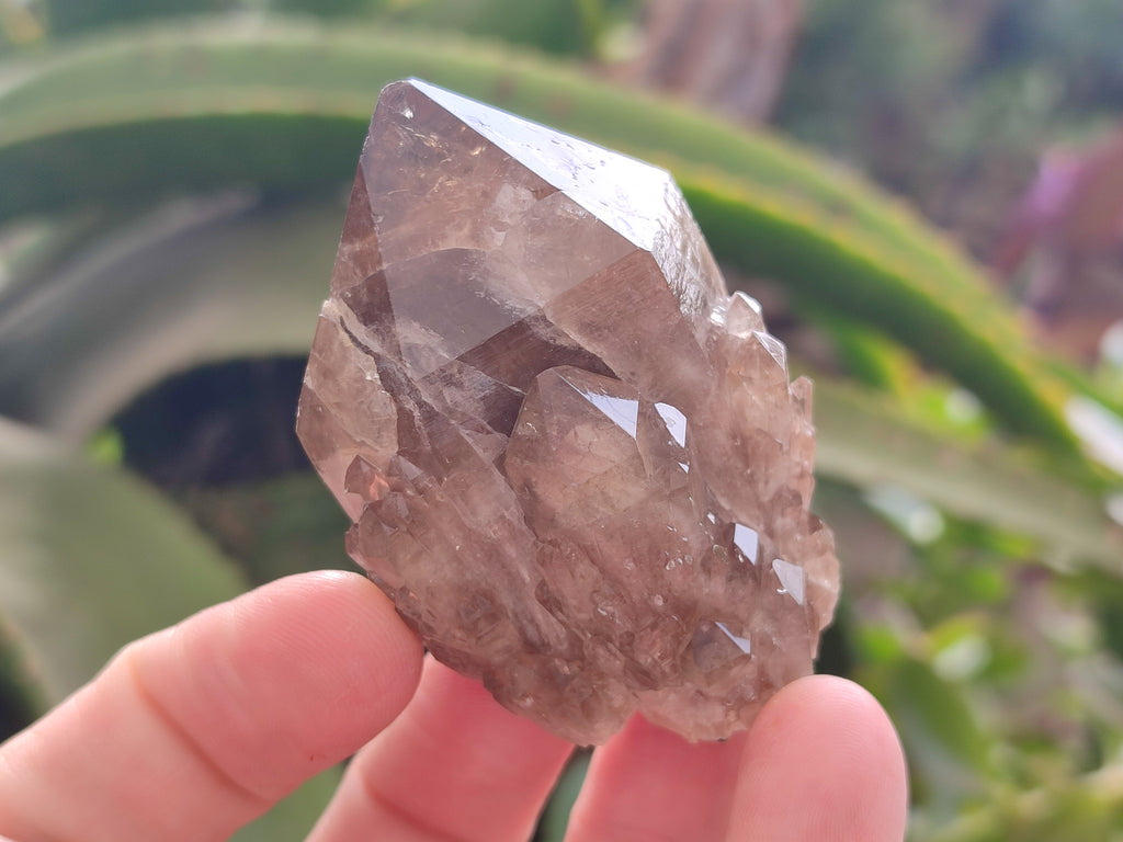 Natural Smokey Phantom Quartz Clusters x 12 From Luena, Congo - Toprock Gemstones and Minerals 