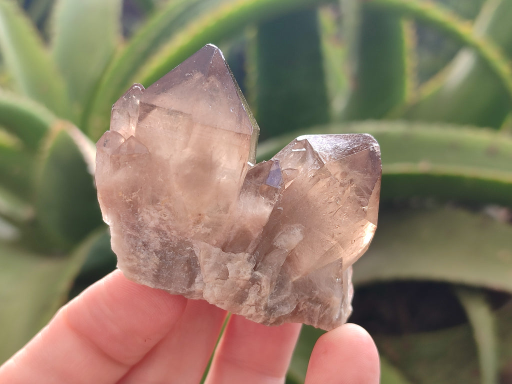 Natural Smokey Phantom Quartz Clusters x 12 From Luena, Congo - Toprock Gemstones and Minerals 