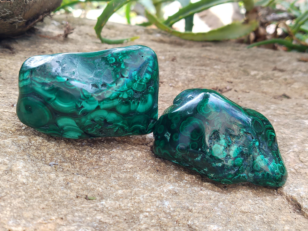 Polished Flower Banded Malachite Free Forms x 6 From Congo - Toprock Gemstones and Minerals 