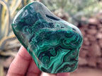 Polished Flower Banded Malachite Free Forms x 6 From Congo - Toprock Gemstones and Minerals 
