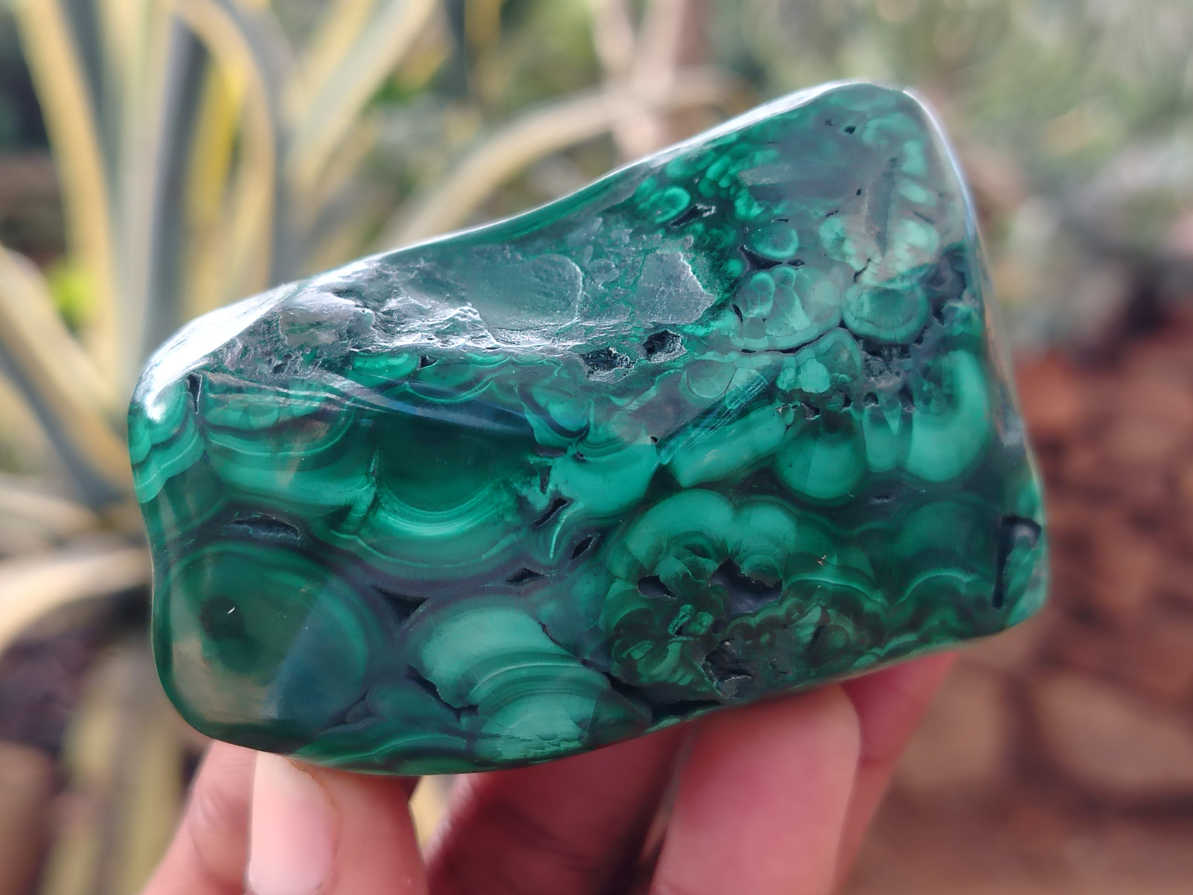 Polished Flower Banded Malachite Free Forms x 6 From Congo - Toprock Gemstones and Minerals 