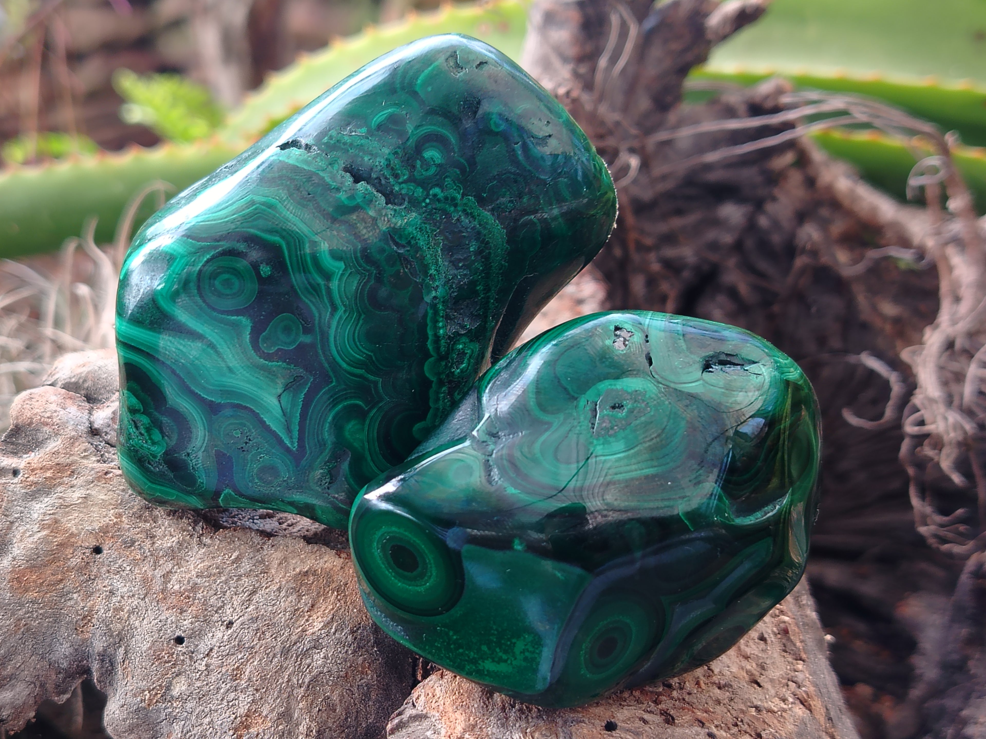 Polished Flower Banded Malachite Free Forms x 6 From Congo - Toprock Gemstones and Minerals 