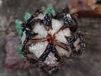 Hand Made Medium Gemstone Protea Flower - sold per piece From South Africa - Toprock Gemstones and Minerals 