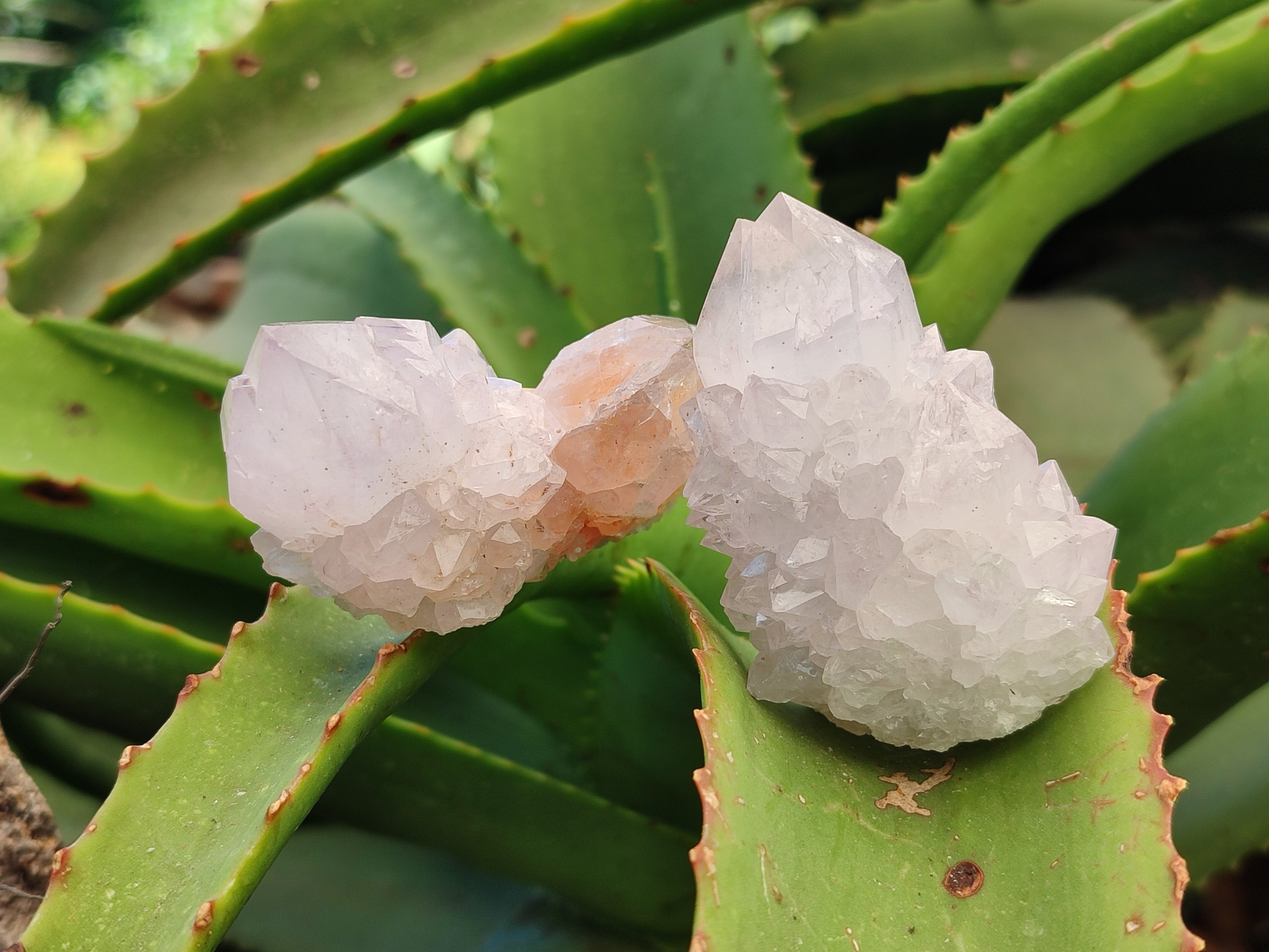 Natural Amethyst Cactus Spirit Quartz Clusters x 12 From South Africa - Toprock Gemstones and Minerals 