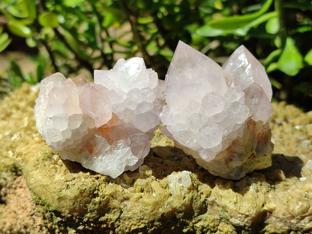 Natural Amethyst Cactus Spirit Quartz Clusters x 12 From South Africa - Toprock Gemstones and Minerals 