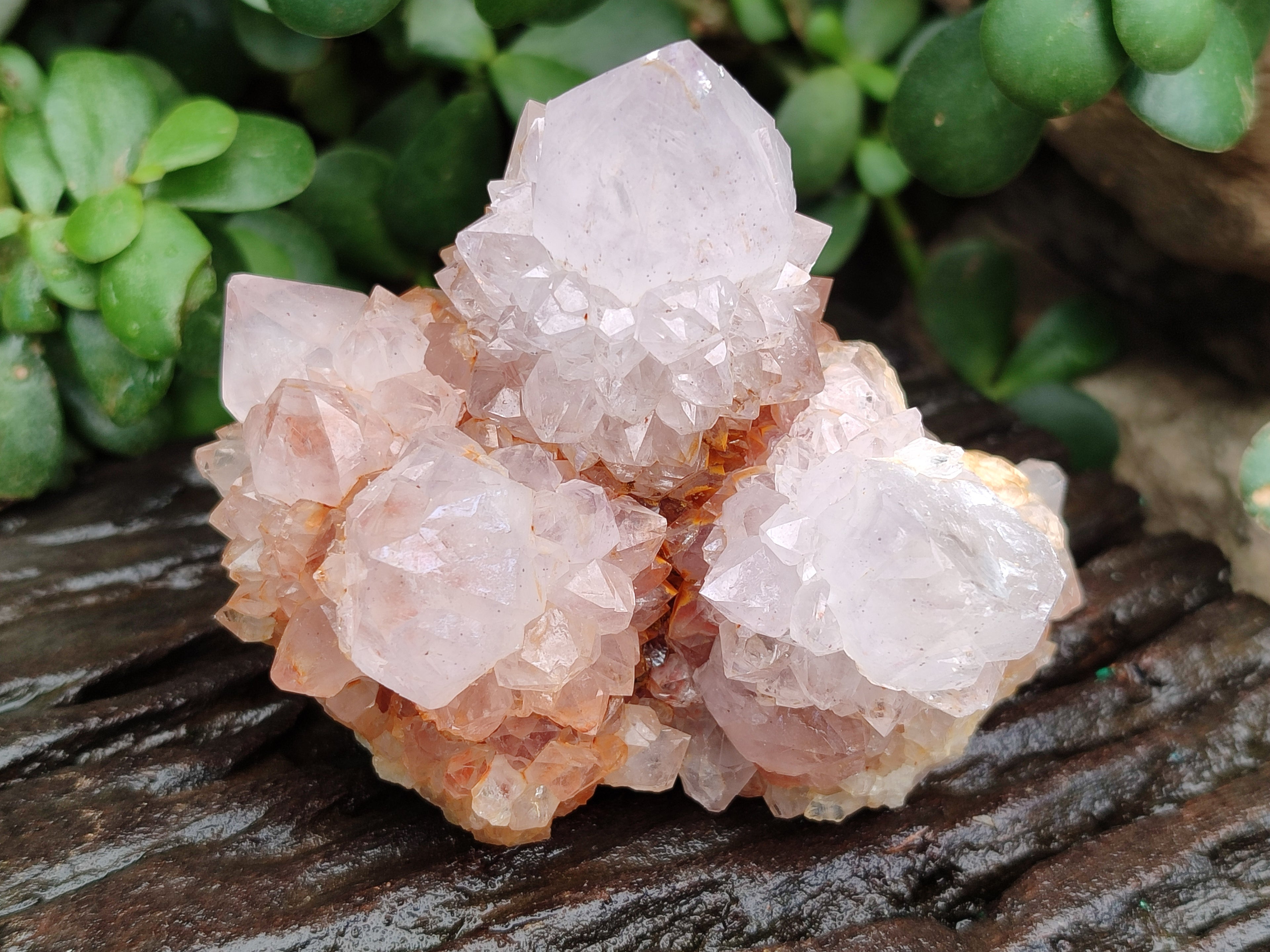 Natural Amethyst Spirit Quartz Clusters x 6 From Boekenhouthoek, South Africa - Toprock Gemstones and Minerals 