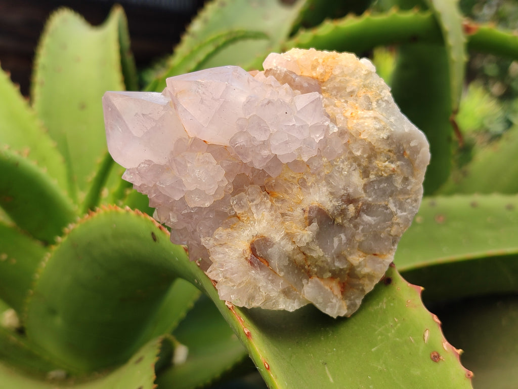 Natural Amethyst Spirit Quartz Clusters x 6 From Boekenhouthoek, South Africa - Toprock Gemstones and Minerals 