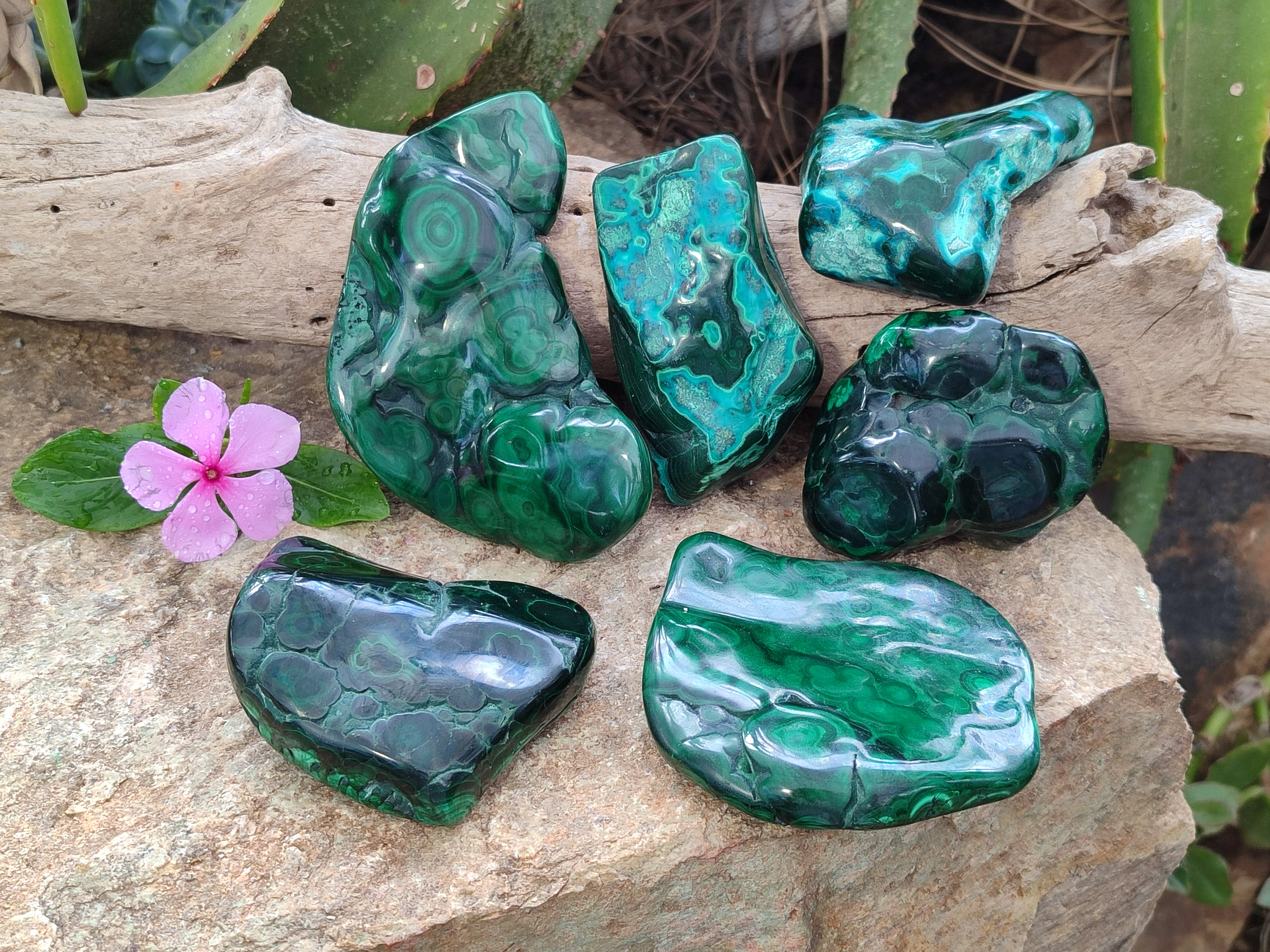 Polished Flower Banded Malachite Free Forms x 6 From Congo - Toprock Gemstones and Minerals 