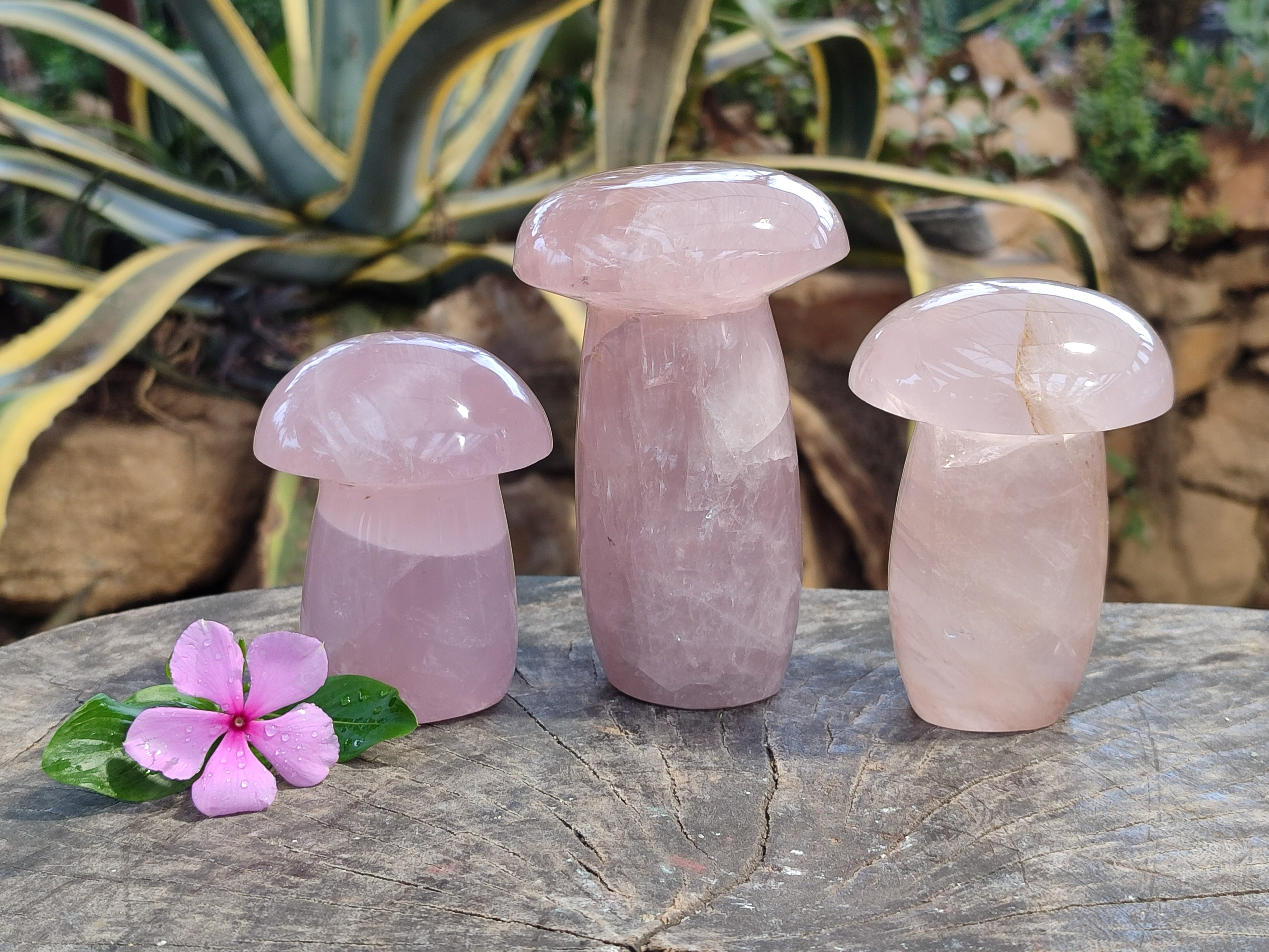 Polished Rose Quartz Mushrooms x 3 From Ambatondrazaka, Madagascar - Toprock Gemstones and Minerals 