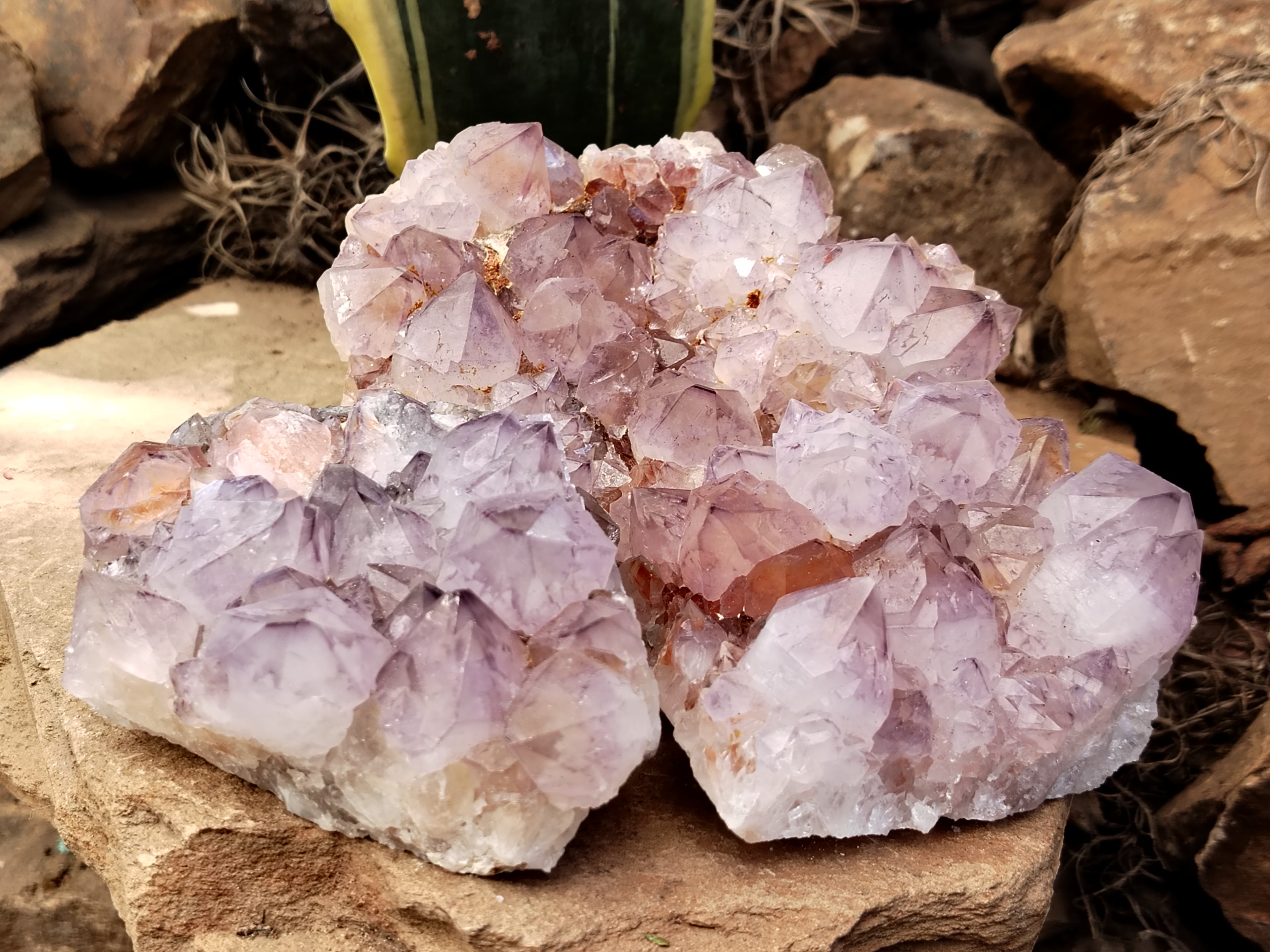 Natural Dark Purple Cactus Spirit Quartz Clusters x 3 From South Africa - Toprock Gemstones and Minerals 