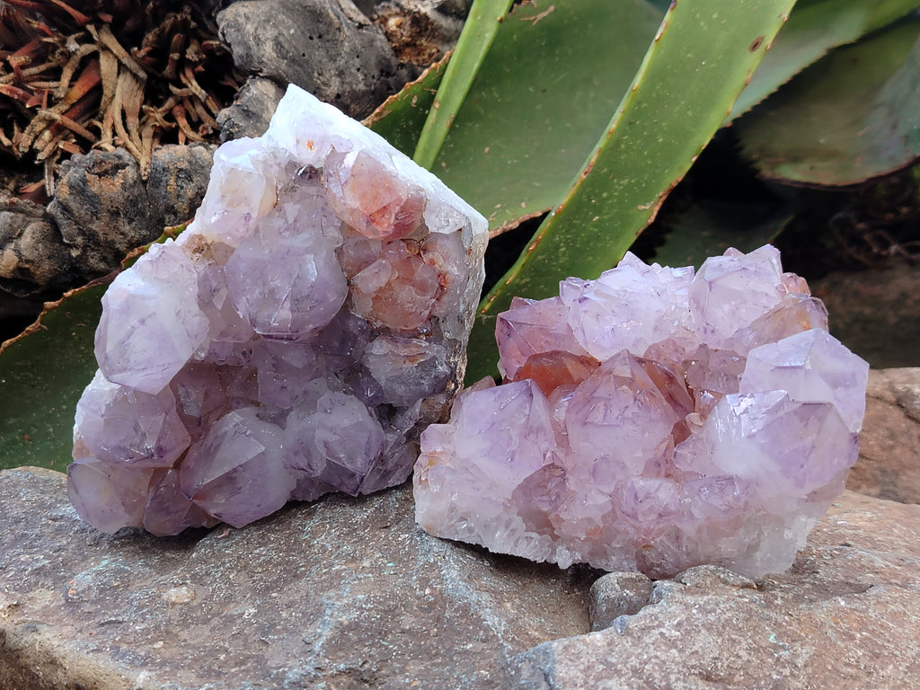 Natural Dark Purple Cactus Spirit Quartz Clusters x 3 From South Africa - Toprock Gemstones and Minerals 