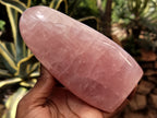 Polished Rose Quartz Standing Free Forms x 2 From Ambatondrazaka, Madagascar - Toprock Gemstones and Minerals 