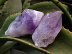 Natural Jacaranda Amethyst Single Quartz Crystals x 12 From Mumbwa, Zambia - Toprock Gemstones and Minerals 