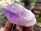 Natural Jacaranda Amethyst Single Quartz Crystals x 12 From Mumbwa, Zambia - Toprock Gemstones and Minerals 