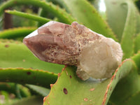 Natural Red Hematoid Quartz Clusters x 6 From Karoi, Zimbabwe - Toprock Gemstones and Minerals 