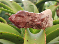 Natural Red Hematoid Quartz Clusters x 6 From Karoi, Zimbabwe - Toprock Gemstones and Minerals 