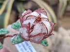 Hand Made Gemstone Double Protea Flower Trees x 3 From South Africa - Toprock Gemstones and Minerals 