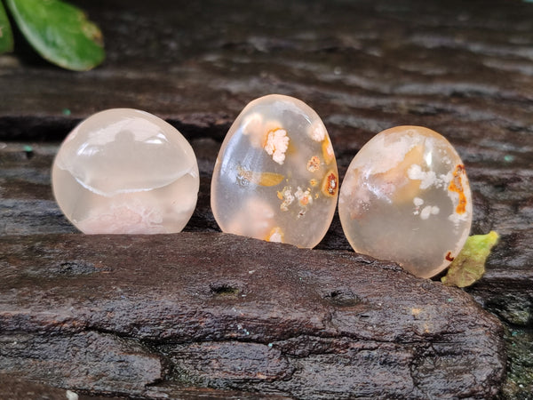 Polished Fossil Flower Agate Cabochons x 70 From Antsahalova, Madagascar