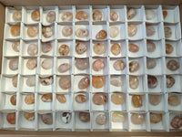 Polished Fossil Flower Agate Cabochons x 70 From Antsahalova, Madagascar