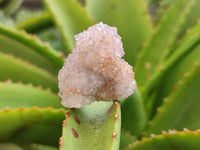 Natural Ametrine Spirit Quartz Clusters x 35 From Boekenhouthoek, South Africa