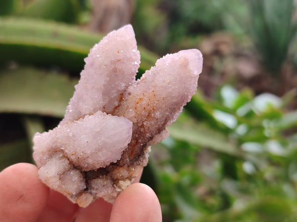 Natural Ametrine Spirit Quartz Clusters x 35 From Boekenhouthoek, South Africa
