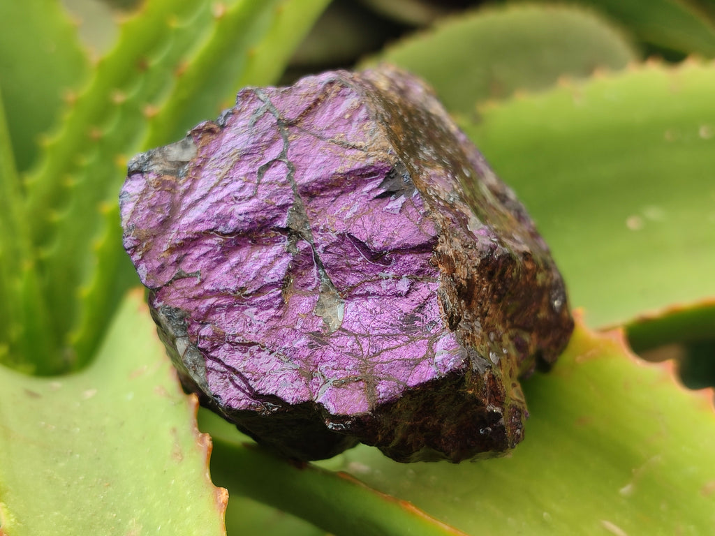Natural Metallic Purpurite Cobbed Specimens x 6 From Erongo, Namibia - Toprock Gemstones and Minerals 