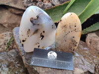 Polished Dendritic Agate Standing Free Forms x 5 From Madagascar