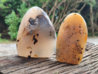 Polished Dendritic Agate Standing Free Forms x 5 From Madagascar