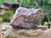 Natural Stichtite Cobbed Specimens x 24 From Barberton, South Africa