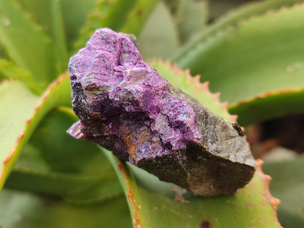 Natural Stichtite Cobbed Specimens x 24 From Barberton, South Africa - Toprock Gemstones and Minerals 