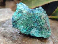 Natural Shattuckite with Chrysocolla & Malachite x 6 From Kaokoveld, Namibia