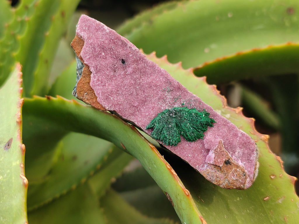 Natural Salrose Cobaltion Dolomite Specimens x 12 From Kakanda, Congo - Toprock Gemstones and Minerals 