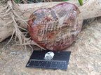 Polished Podocarpus Petrified Wood Hearts x 2 From Mahajanga, Madagascar - Toprock Gemstones and Minerals 