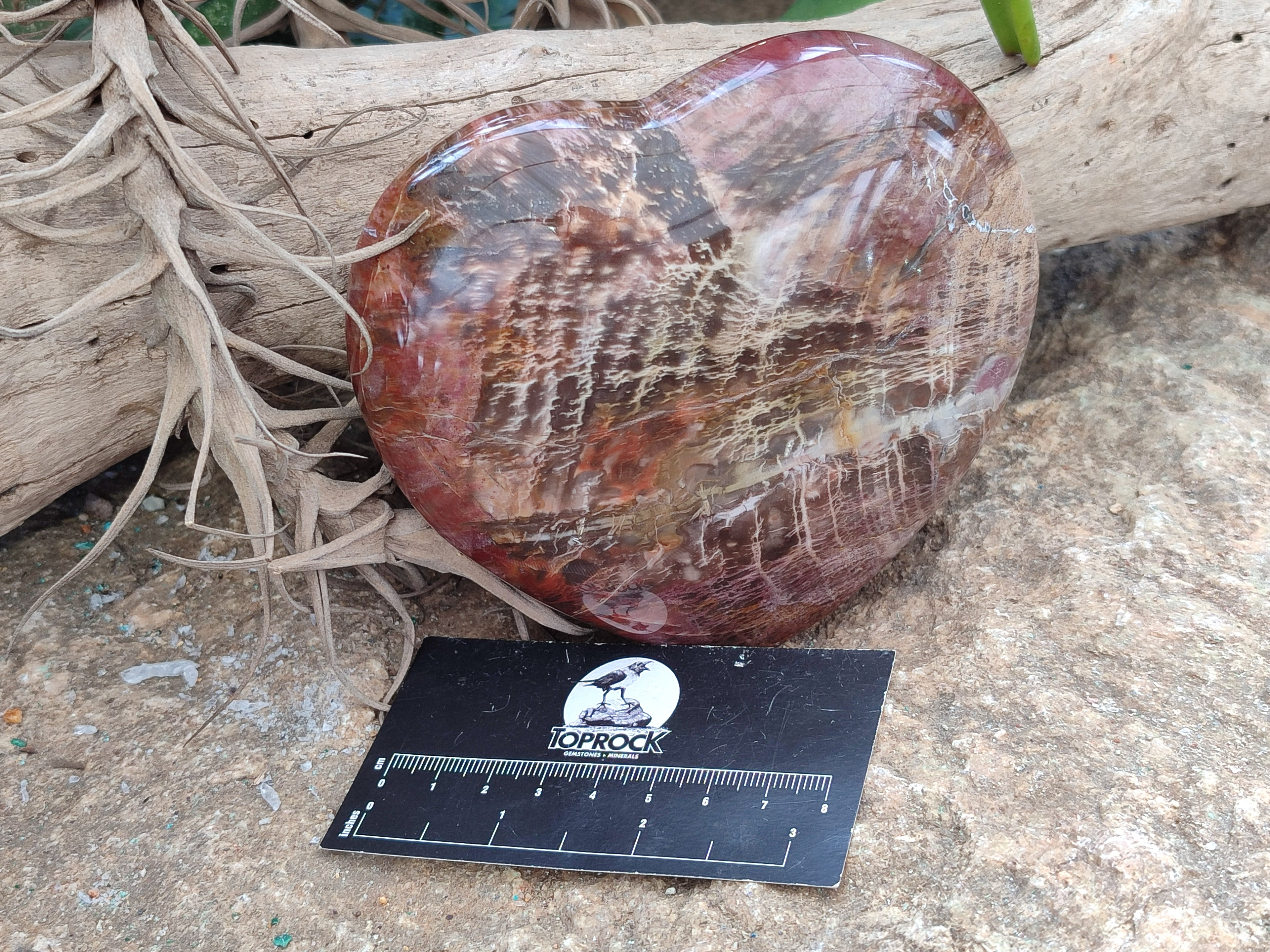 Polished Podocarpus Petrified Wood Hearts x 2 From Mahajanga, Madagascar - Toprock Gemstones and Minerals 