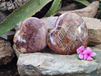 Polished Podocarpus Petrified Wood Hearts x 2 From Mahajanga, Madagascar - Toprock Gemstones and Minerals 