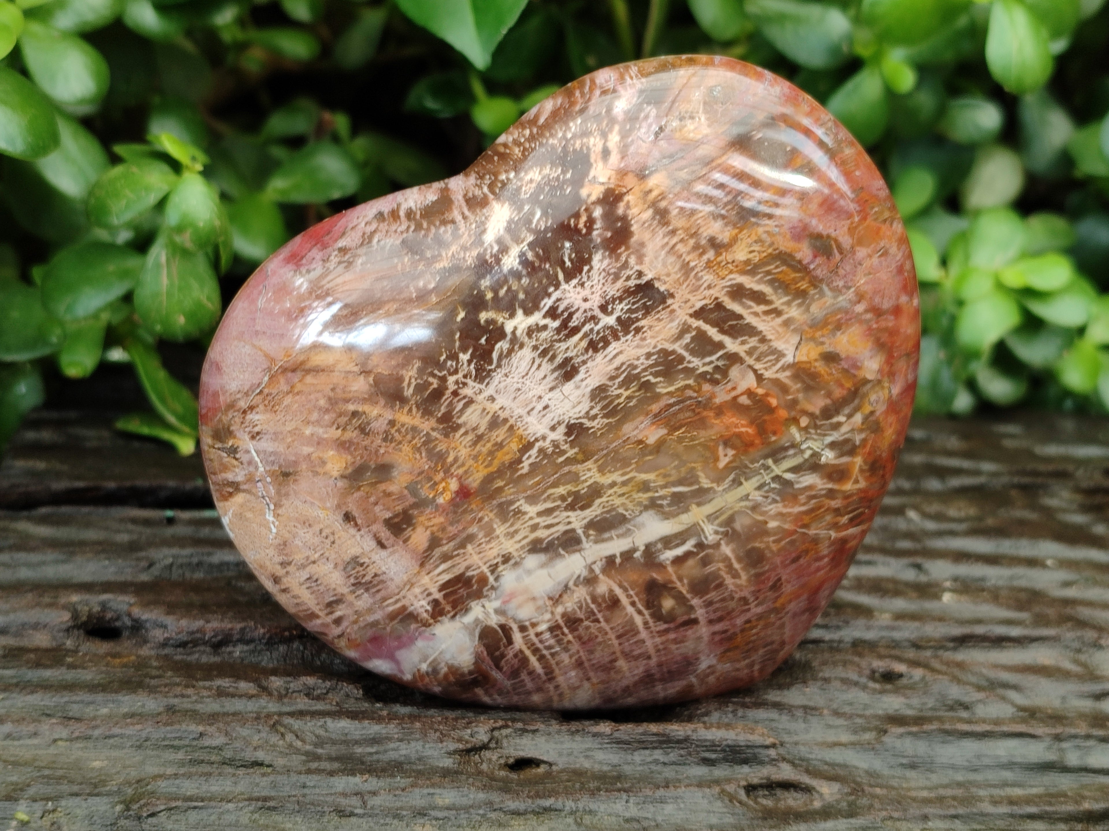 Polished Podocarpus Petrified Wood Hearts x 2 From Mahajanga, Madagascar - Toprock Gemstones and Minerals 