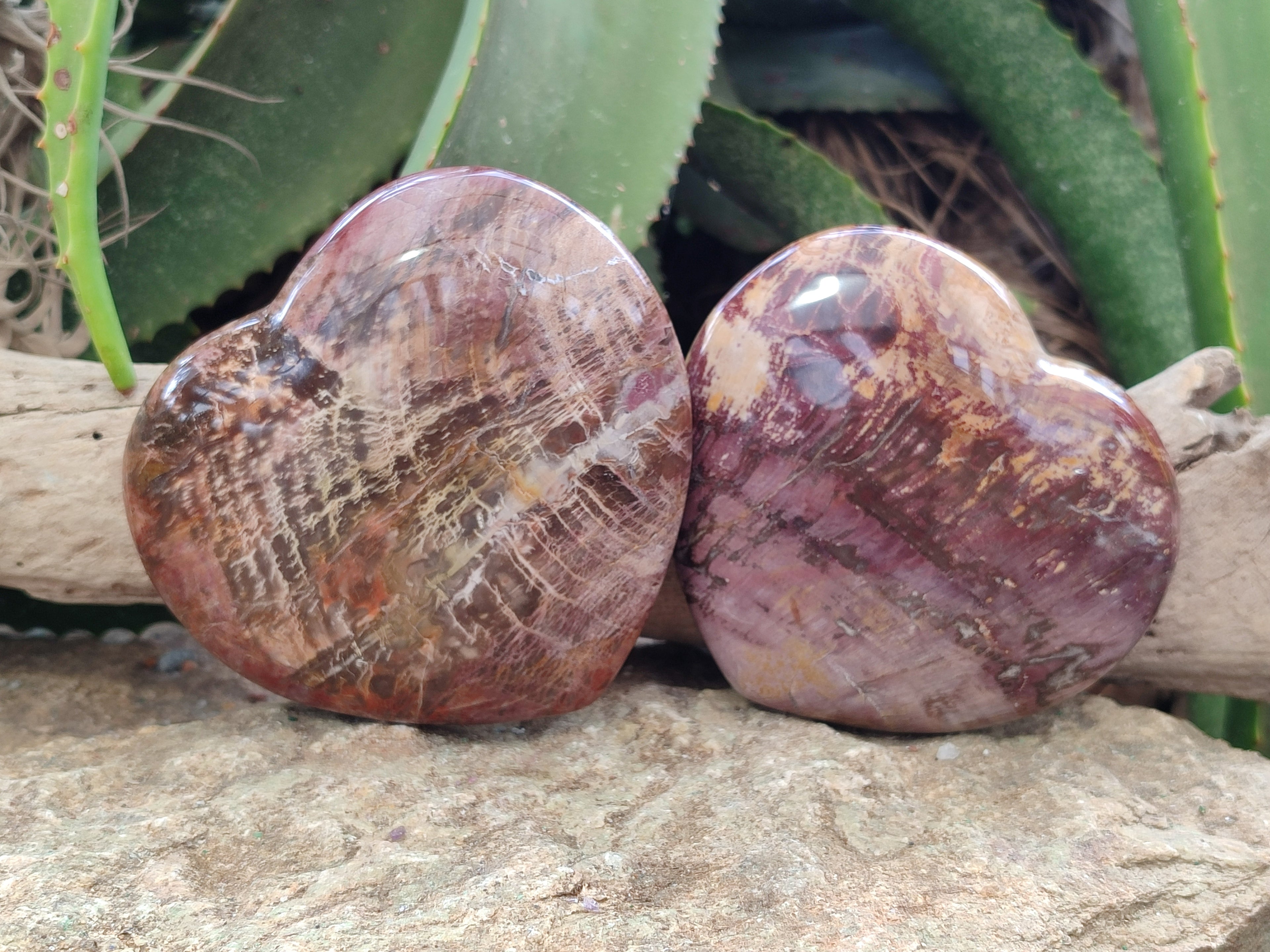 Polished Podocarpus Petrified Wood Hearts x 2 From Mahajanga, Madagascar - Toprock Gemstones and Minerals 