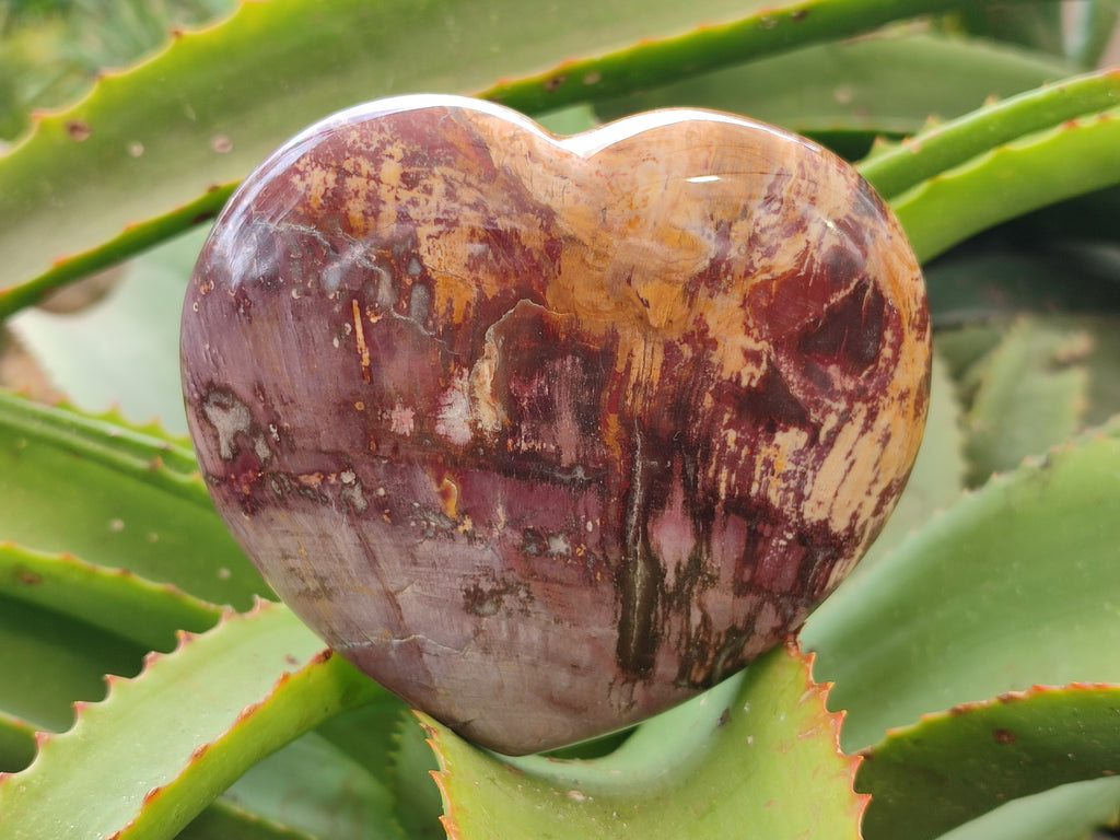 Polished Podocarpus Petrified Wood Hearts x 2 From Mahajanga, Madagascar - Toprock Gemstones and Minerals 
