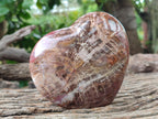 Polished Podocarpus Petrified Wood Hearts x 2 From Mahajanga, Madagascar - Toprock Gemstones and Minerals 