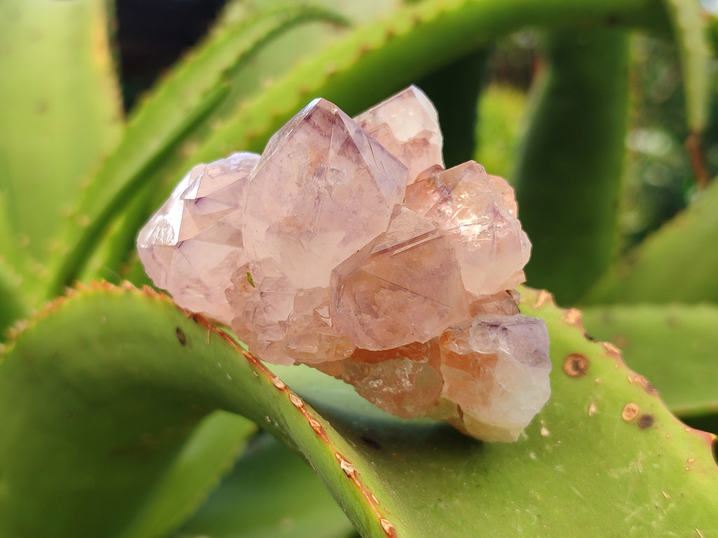 Natural Purple Amethyst Spirit Quartz Clusters x 6 From Boekenhouthoek, South Africa - Toprock Gemstones and Minerals 