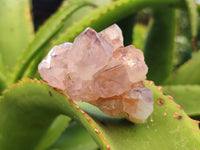 Natural Purple Amethyst Spirit Quartz Clusters x 6 From Boekenhouthoek, South Africa - Toprock Gemstones and Minerals 