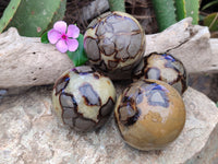 Polished Septerye Spheres x 4 From Mahajanga, Madagascar