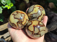 Polished Septerye Spheres x 4 From Mahajanga, Madagascar