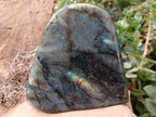 Polished Labradorite Standing Free Form x 2 From Tulear, Madagascar - Toprock Gemstones and Minerals 