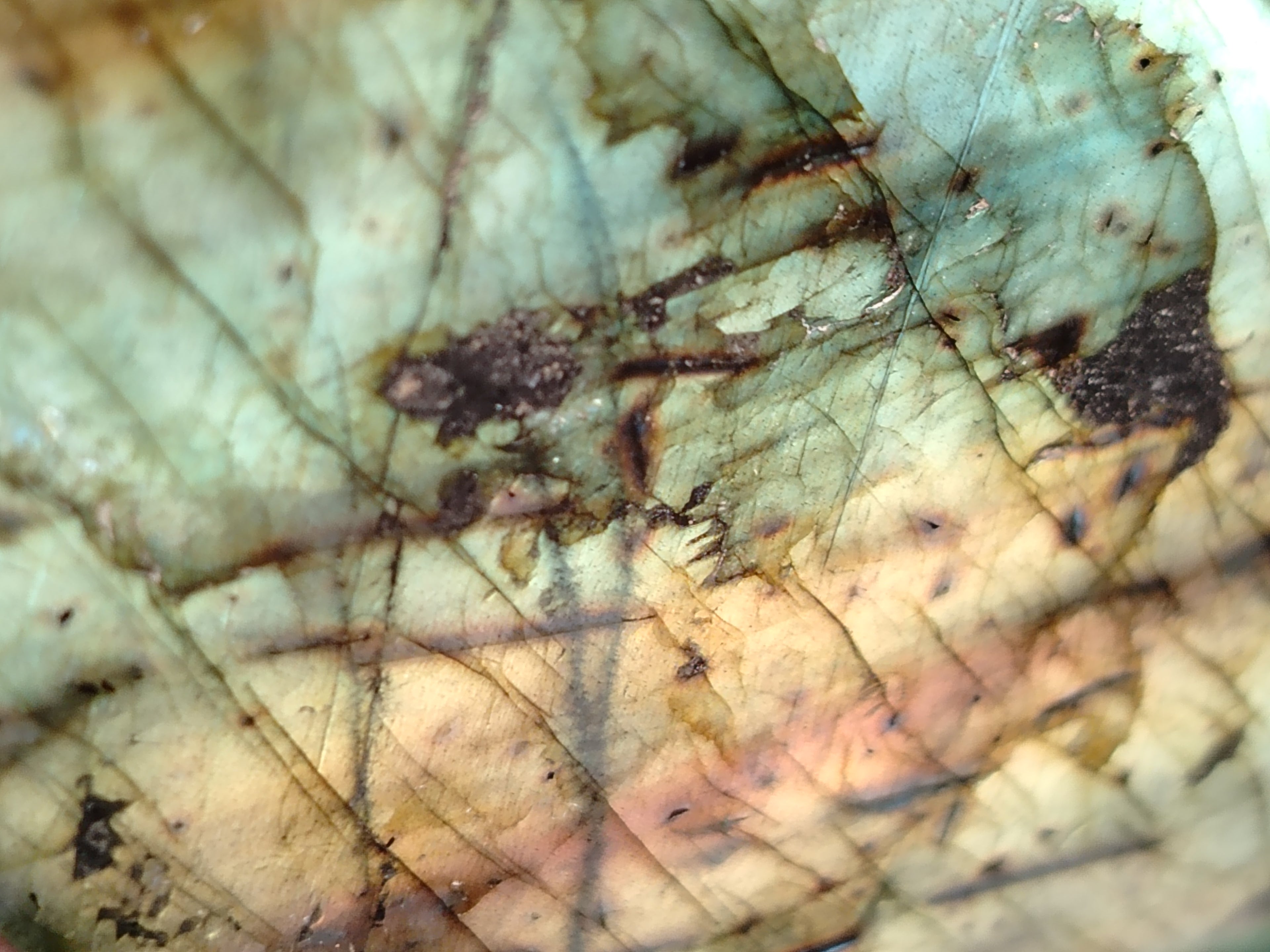 Polished Labradorite Standing Free Form x 2 From Tulear, Madagascar - Toprock Gemstones and Minerals 